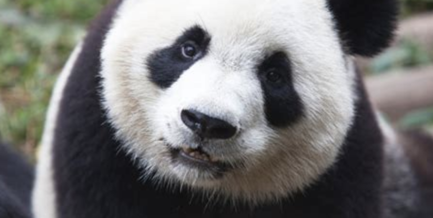 Trump Invites Emperor Xi to Inauguration